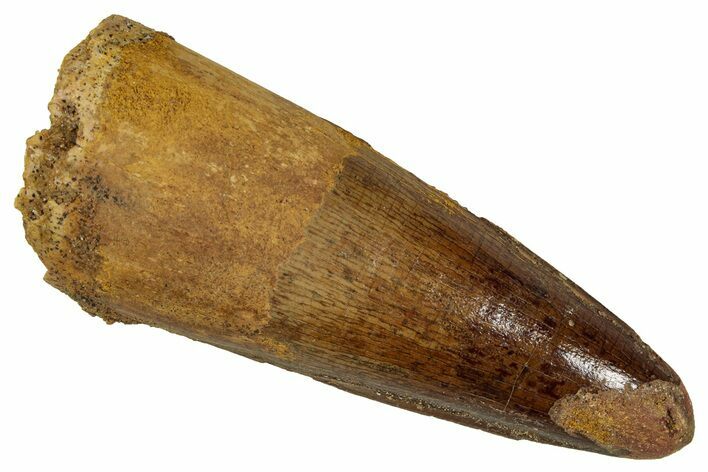 Fossil Spinosaurus Tooth - Real Dinosaur Tooth #354784